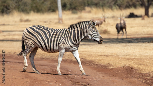 Wild plains zebra crossing a dirt road in the savanna in South Africa RSA