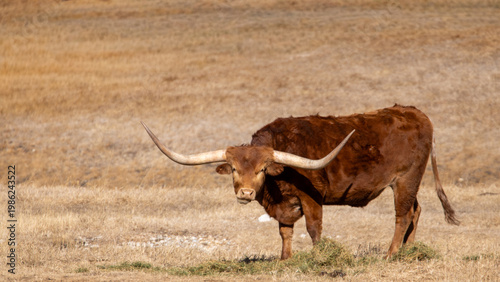 red longhorn cow in a field
