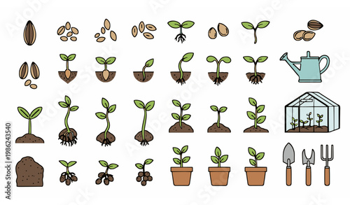 Seeds and seedlings vector set with germination stages gardening greenhouse and plant growth elements