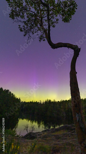 Aurora with Arbutus Tree Foreground