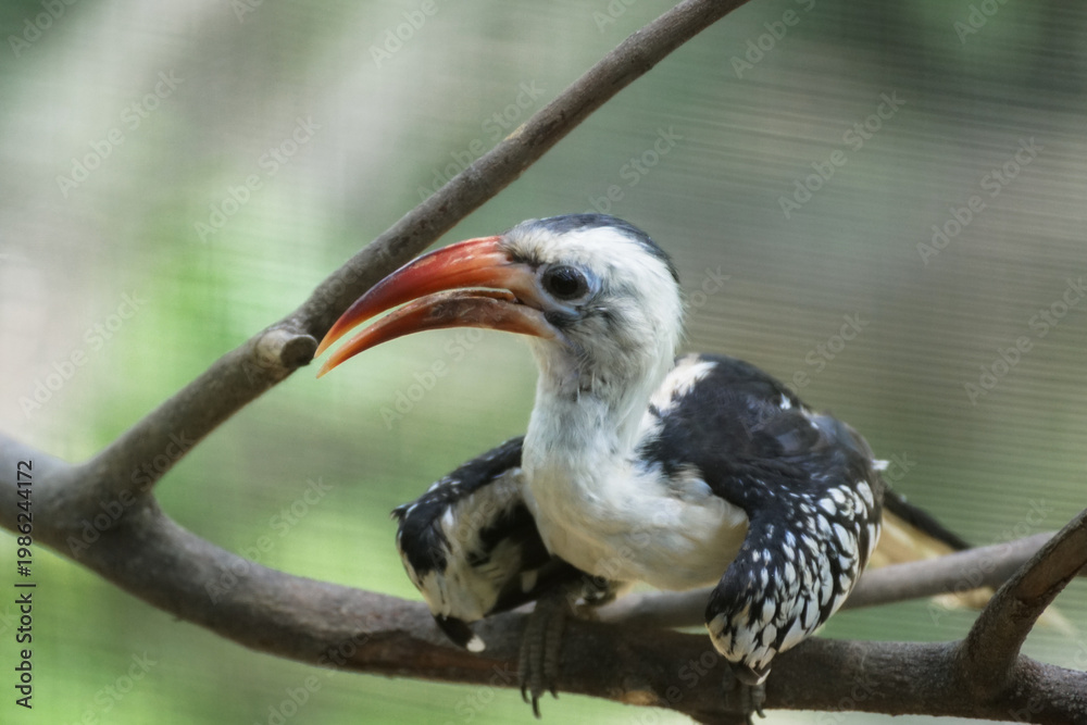 Obraz premium red billed hornbill