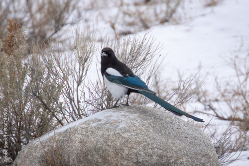Magpie Perched on a Rock in the Winter