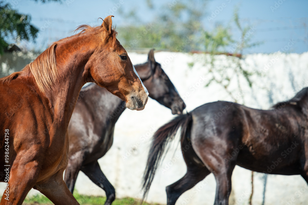 Fototapeta premium beautiful marwari mares running speedly in paddock. India, Punjab