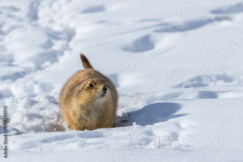Black Tail Prairie Dog in the Snow