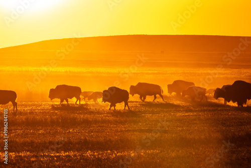 Bison Crossing the Prairie at Sunset