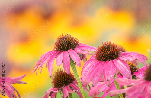 Purple Echinacia with a Yellow Background