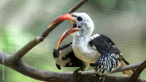 Photography red billed hornbill at kuala lumpur bird park malaysia