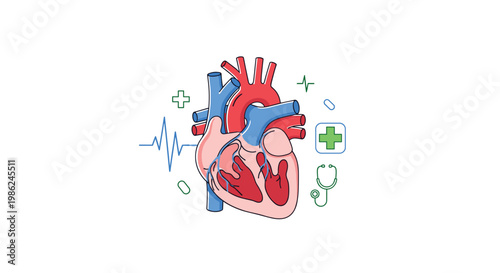 A meticulous medical illustration of a human heart features vibrant red and blue vessels alongside a green stethoscope and a rhythmic heartbeat line graph.