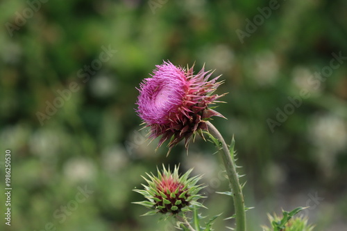 red clover flower close-up
