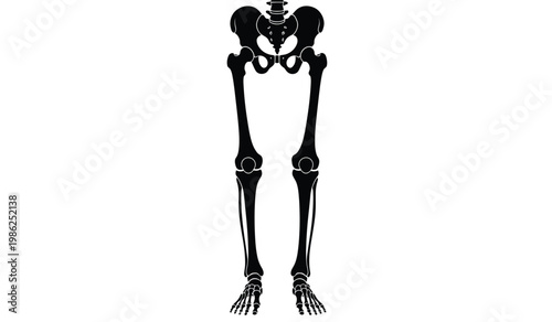 A stark depiction of a human skeleton s pelvic region and legs against a white background creating a dramatic silhouette high quality professional detailed
