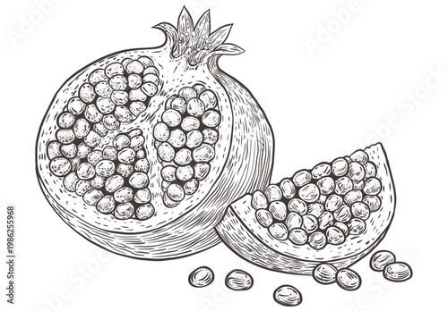 Hand drawn half pomegranate with seeds, botanical engraving style line art, isolated on white