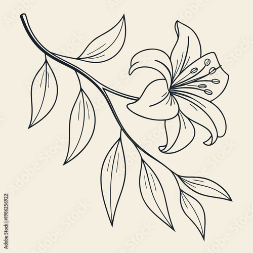 Hand drawn lily branch sketch for organic design.