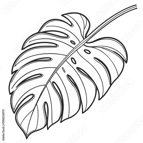 Monstera deliciosa leaf drawing on white backdrop.