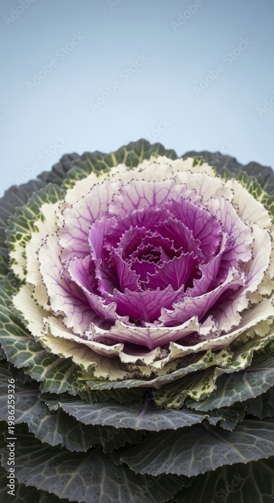 Obraz premium Majestic Rosette of a Purple-Centered Ornamental Kale Against a Pale Sky.