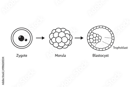 Vector Diagram Illustrating Early Embryo Development Stages from Zygote to Morula and Blastocyst Formation, Showing Trophoblast and Cell Division Process for Medical and Biological Education.