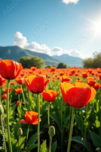 Field of Albuquerque Longheaded Poppies swaying gently in breeze , spring, Albuquerque Longheaded Poppy