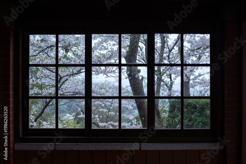 Cherry blossom and park in Japan