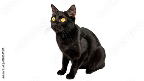Obraz na płótnie Black cat sits and looks around with bright yellow eyes isolated on transparent