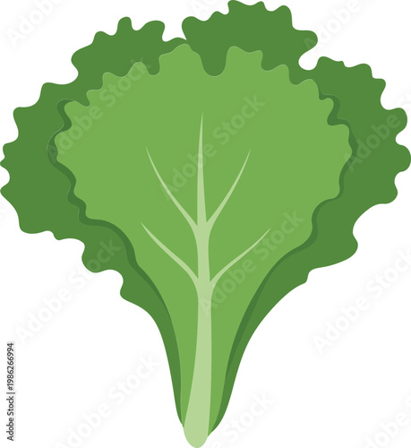 Green Lettuce Leaf vegetable food 1