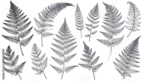Fern fronds sketched densely, detailed in ink on a white background, depicting various shapes and sizes