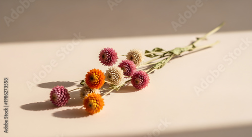 Delicate strawflowers a still life of dried blooms in warm tones