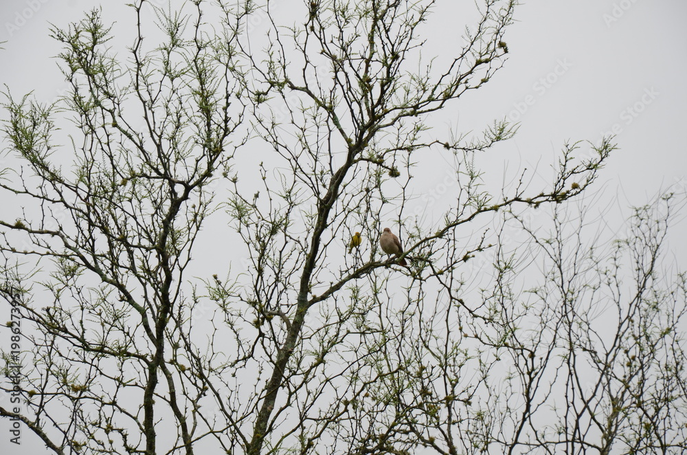 Obraz premium Small birds perched on bare tree branches against overcast sky, minimalist nature scene