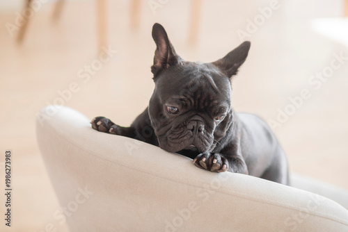 A cute studio photo shoot with a black French bulldog