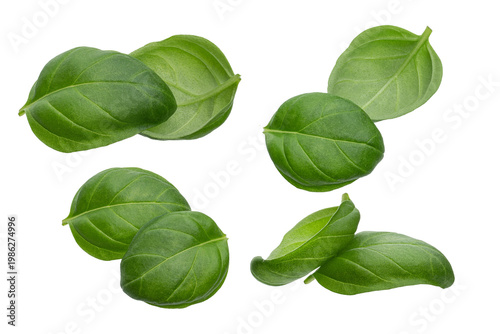 Fresh Green Basil Leaves Isolated on White Background
