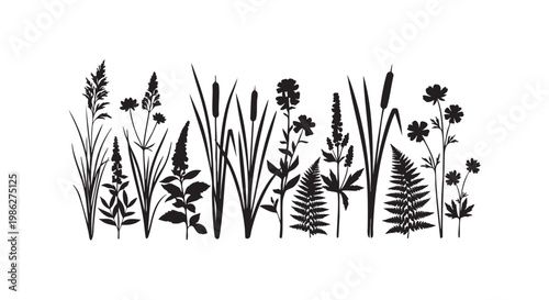 Set of wild meadow grass and flowers silhouettes beautiful collection of various plants and herbs botanical elements.
