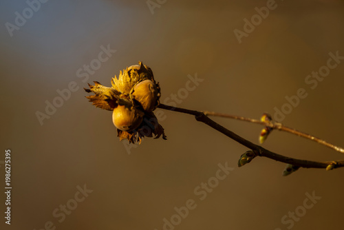 hazelnuts growing on tree. Hazelnuts hang in clusters on a branch.