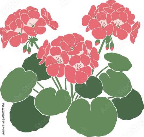 Pink Geranium Flowers with Green Leaves pink flowers 1