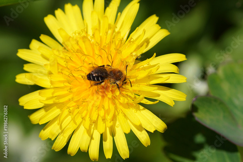 Bearded miner bee (Andrena barbilabris). Female. Family Mining Bees (Andrenidae).  Flower of common dandelion (Taraxacum officinale). Spring, Netherlands, April