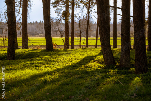 Sun shining through trees. Spring evening