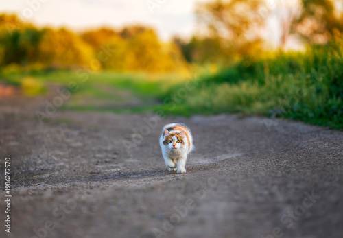 A cute cat running on the road in the sunny park