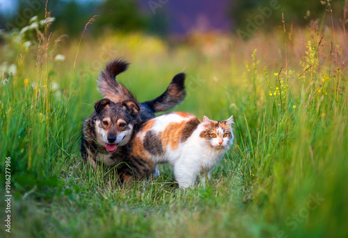 A couple of furry friends, a cute dog and a cat, walking in the grass on a gr...