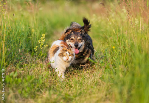 A couple of furry friends, a cute dog and a cat, sitting next to each other h...