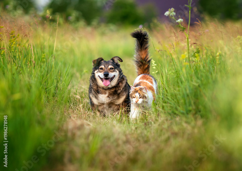 A couple of furry friends, a cute dog and a cat, sitting next to each other h...