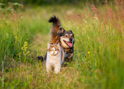 A couple of furry friends, a cute dog and a cat, walking in the grass on a gr...