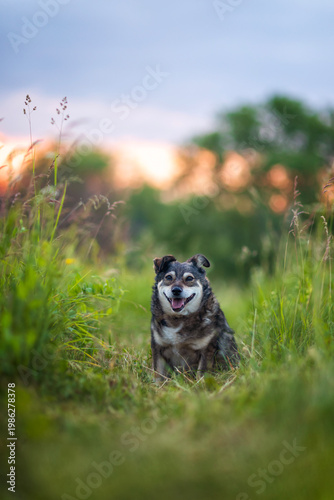 A cute dog sitting in the grass on a green meadow on a sunny summer evening a...