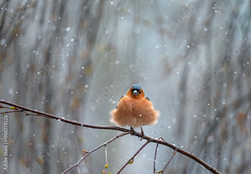 A male finch bird sits in a spring garden under falling snow.