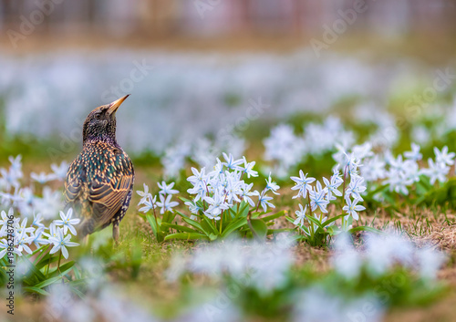 A starling bird stands on a flowerbed with white primrose flowers in a spring...