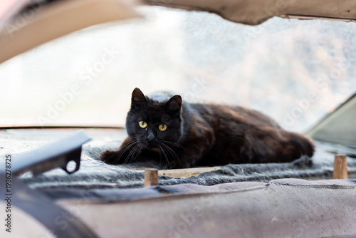 Quiet cat on dashboard. Relaxed black cat with amber eyes relaxes in cozy car setting