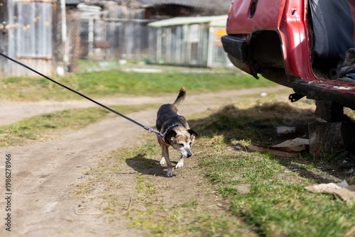 Dog leash alertness. Closeup of beagle showing tension and alertness during walk