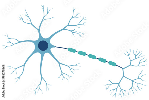 Stylized illustration of a neuron with cell body dendrites and axon