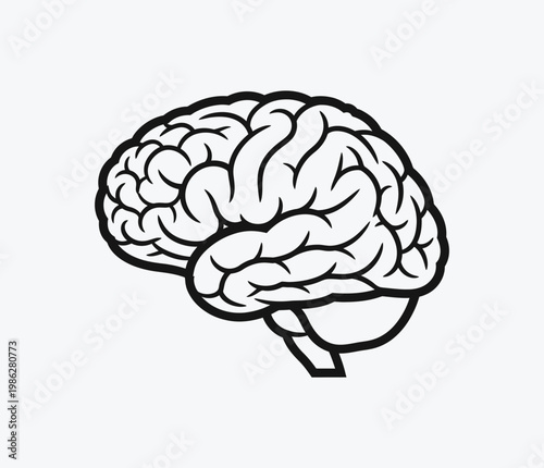 A black and white drawing of a human brain