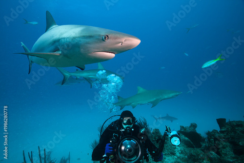Underwater photographer in the middle of a school of sharks.