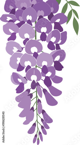 Purple Wisteria Flowers with Green Leaves purple flowers