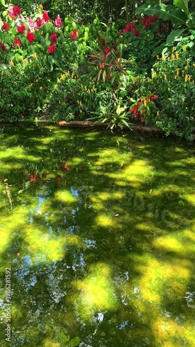Lush tropical garden with a pond and colorful flowers in Iguazu, Brazil. Moving water surface with reflections of green foliage and sunlight.