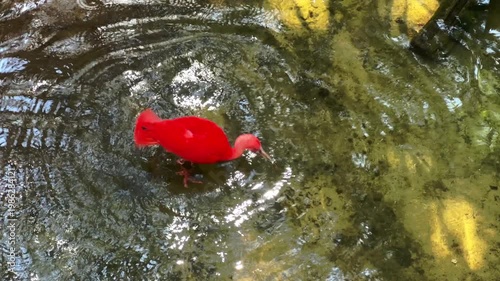 Vibrant scarlet ibis bird standing in shallow water with ripples, Iguazu, Brazil, moving footage