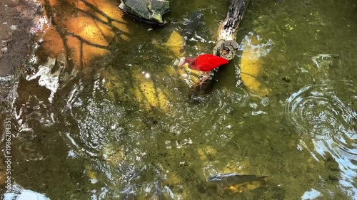 Scarlet Ibis perched on a log in a pond with fish swimming around, Iguazu, Brazil